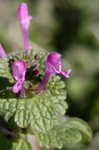 Henbit